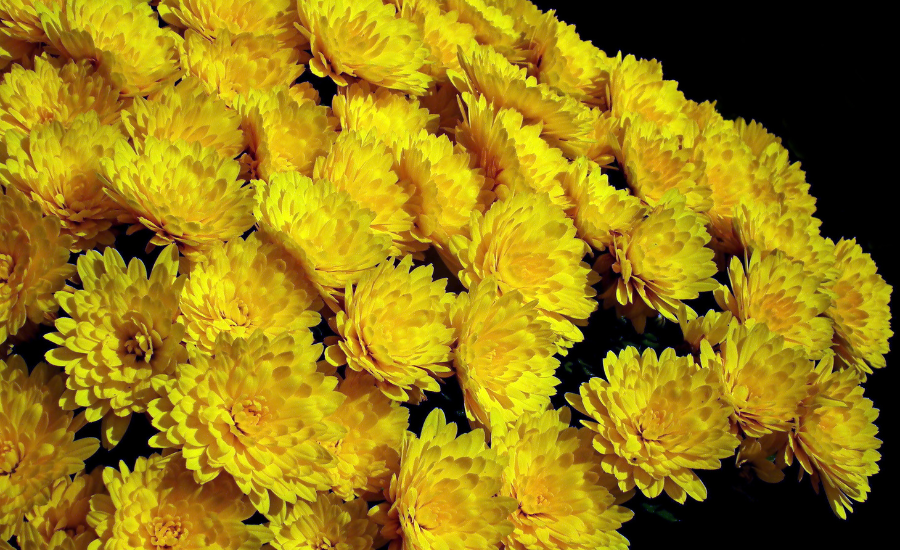 Żółte kwiaty chryzentemy