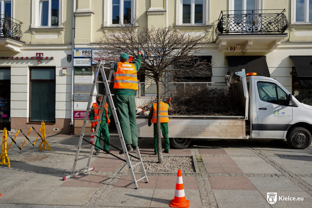 Przycinanie drzewek Klonu na ulicy Sienkiewicza