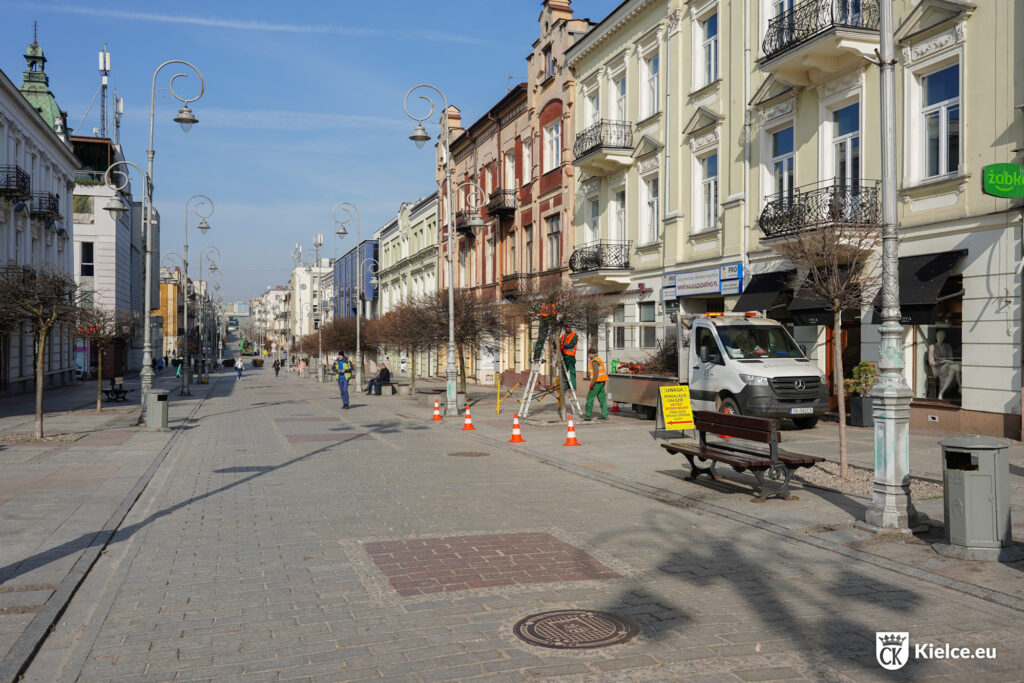 Przycinanie drzewek Klonu na ulicy Sienkiewicza